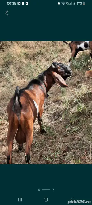 Vând un tap anglo-nubian rasa pura din parinti cu pedigree