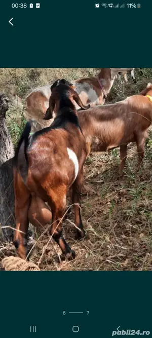 Vând un tap anglo-nubian rasa pura din parinti cu pedigree - imagine 2 Vând un tap anglo-nubian rasa pura din parinti cu pedigree - imagine 2