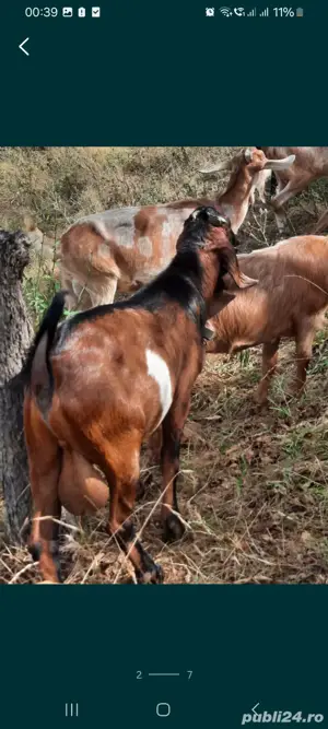 Vând un tap anglo-nubian rasa pura din parinti cu pedigree - imagine 3 Vând un tap anglo-nubian rasa pura din parinti cu pedigree - imagine 3