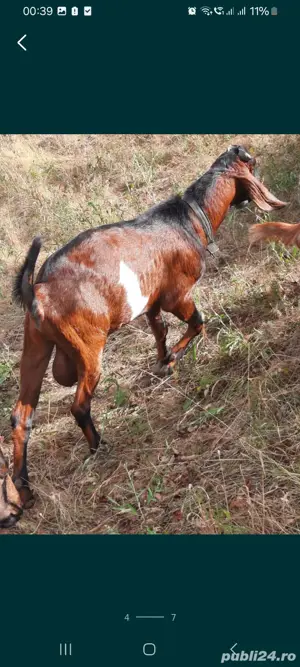 Vând un tap anglo-nubian rasa pura din parinti cu pedigree - imagine 5 Vând un tap anglo-nubian rasa pura din parinti cu pedigree - imagine 5
