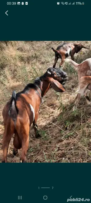 Vând un tap anglo-nubian rasa pura din parinti cu pedigree - imagine 4 Vând un tap anglo-nubian rasa pura din parinti cu pedigree - imagine 4