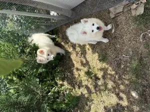 Pui Pomeranian (Spitz pitic)   - imagine 2