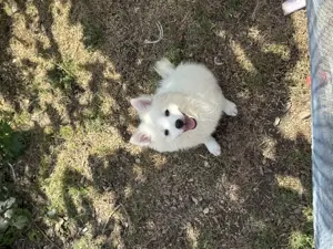 Pui Pomeranian (Spitz pitic)