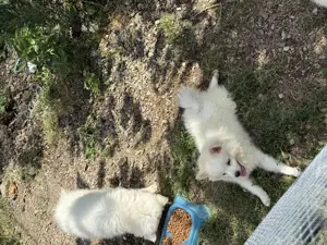 Pui Pomeranian (Spitz pitic)   - imagine 3