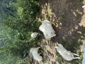 Pui Pomeranian (Spitz pitic)   - imagine 4