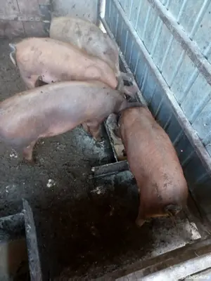 Vând 3 purcei 