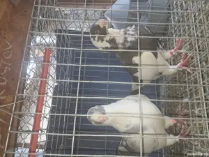 porumbei perechi  rostow si agh. - imagine 2