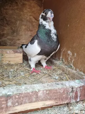 porumbei perechi  rostow si agh. - imagine 3