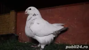 porumbei perechi  rostow si agh. - imagine 4