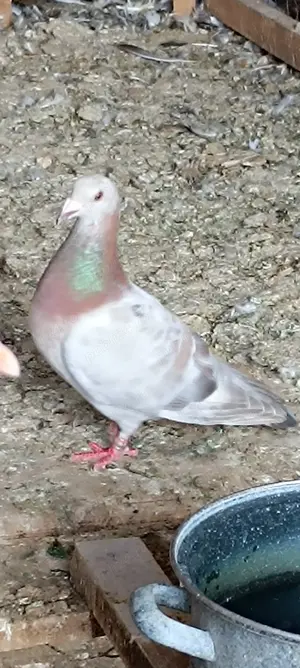 Porumbei voiajori culori rare  - imagine 3