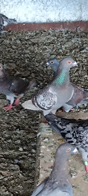 Porumbei voiajori culori rare  - imagine 4