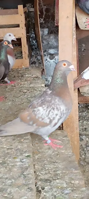 Porumbei voiajori culori rare  - imagine 2