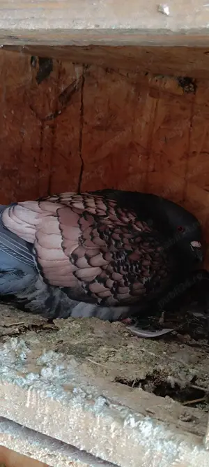 Porumbei voiajori culori rare  - imagine 5