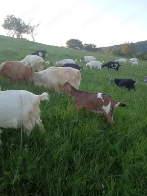 Vand 30-40 capre tinere