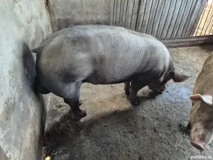 Vier pietrain belgian 