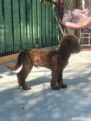 Urgent caut casa pentru pudel mini  - imagine 4