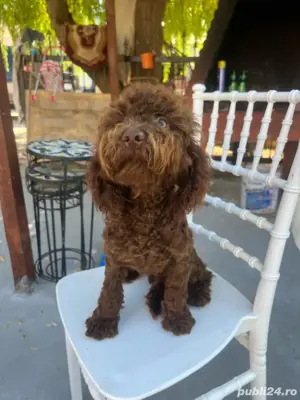 Urgent caut casa pentru pudel mini  - imagine 2