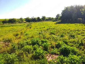 Teren 18.247 mp cu balta de pescuit – Misca, Comuna Chislaz, Bihor - imagine 10