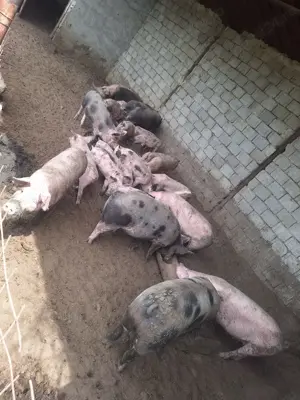 Purcei pietrain   porci pt sacrificat