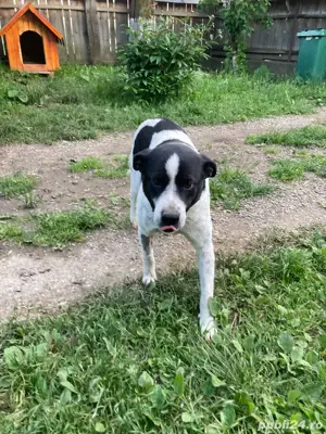 Catelusa cauta stapani iubitori Bodesti-Neamt   - imagine 4