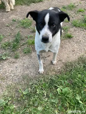 Catelusa cauta stapani iubitori Bodesti-Neamt  