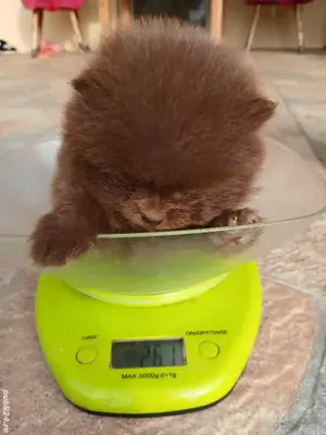 Asigur transport !!! Pui Pomeranian Ciocolatiu extra mic 261 grame !!! - imagine 2