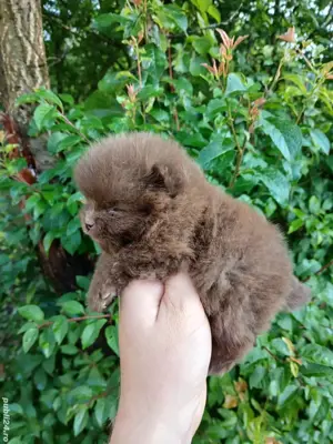 Asigur transport !!! Pui Pomeranian Ciocolatiu extra mic 261 grame !!! - imagine 3
