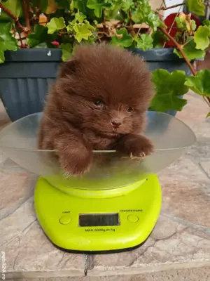 Asigur transport !!! Pui Pomeranian Ciocolatiu extra mic 261 grame !!! - imagine 4