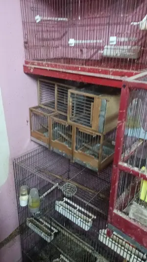 Canari și alte pasari