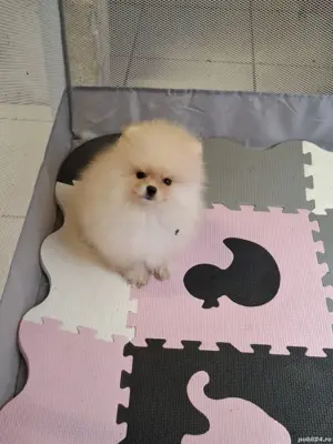Pui pomeranian orange