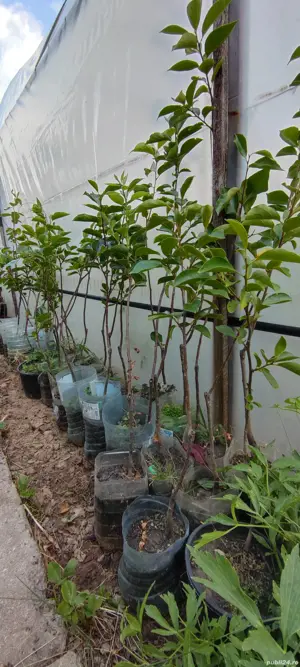 Kaki Joro Tipo Rojo briliante pom fructifer 