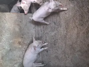 Vând purcei 9 saptamani