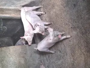 Vând purcei 9 saptamani - imagine 2