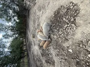 Mangalita de vanzare