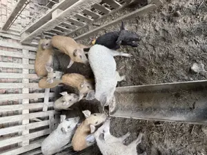 Mangalita de vanzare - imagine 2