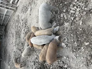 Mangalita de vanzare - imagine 4