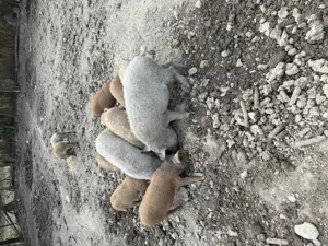 Mangalita de vanzare - imagine 3