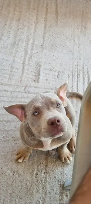 Cautam casa noua - imagine 2