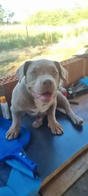 Cautam casa noua - imagine 3