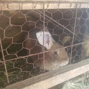 Vand iepuri crescuti de casa! - imagine 4