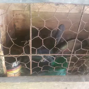 Vand iepuri crescuti de casa!