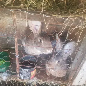 Vand iepuri crescuti de casa! - imagine 2