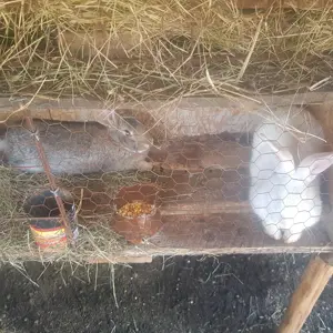 Vand iepuri crescuti de casa! - imagine 5