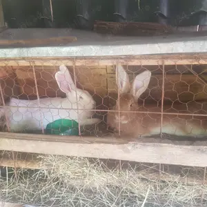 Vand iepuri crescuti de casa! - imagine 3