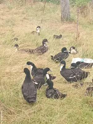 rate vârstă 7 luni schimb  