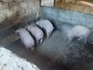 Purcei 10 săptămâni 