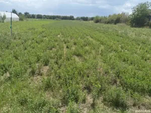 Teren Intravilan In Turda - imagine 6