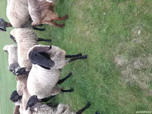 vind oi   - imagine 2