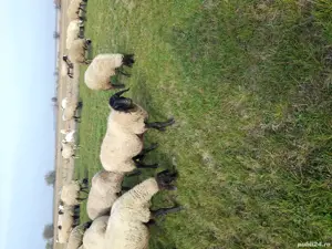 vand 50 de oi  - imagine 2 vand 50 de oi  - imagine 2