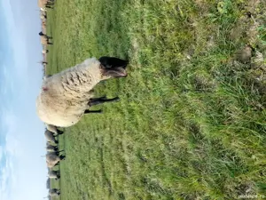 vand 50 de oi  - imagine 3 vand 50 de oi  - imagine 3